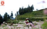 Ngất ngây với cánh đồng hoa tam giác mạch ở Hà Giang